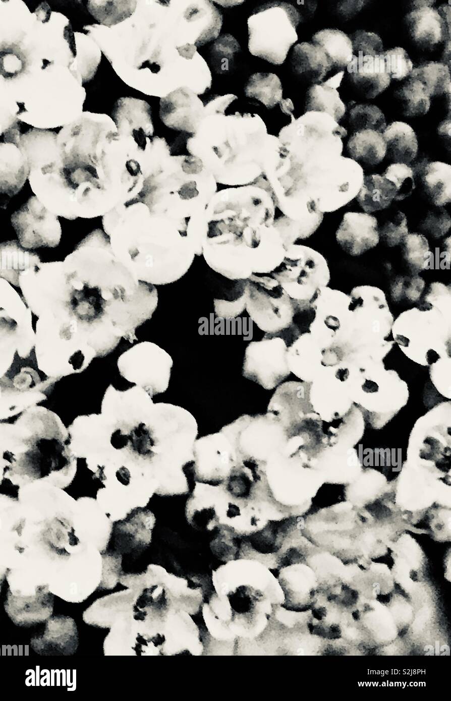 Black and white photo of blossoming shrub flowers. March 2019. - Smartphone Captured Stock Image