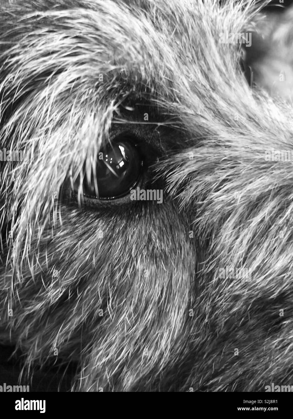 Dog’s eye and face in black and white. March 2019. Stock Photo