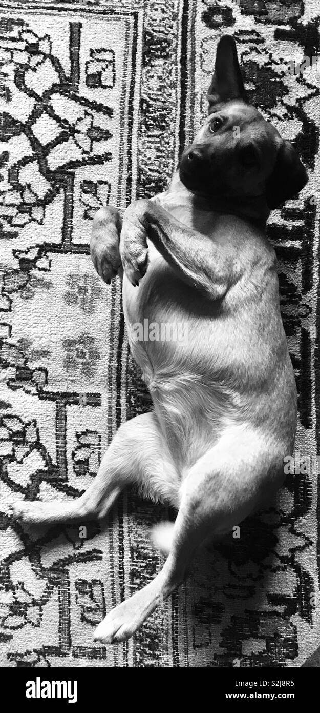 Black and white of dog rolling over on patterned rug. March 2019. - Smartphone Captured Stock Image