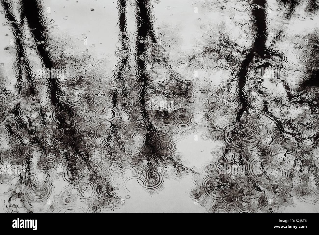 Rain drops in water with reflections of trees creating abstract patterns - Smartphone Captured Stock Image