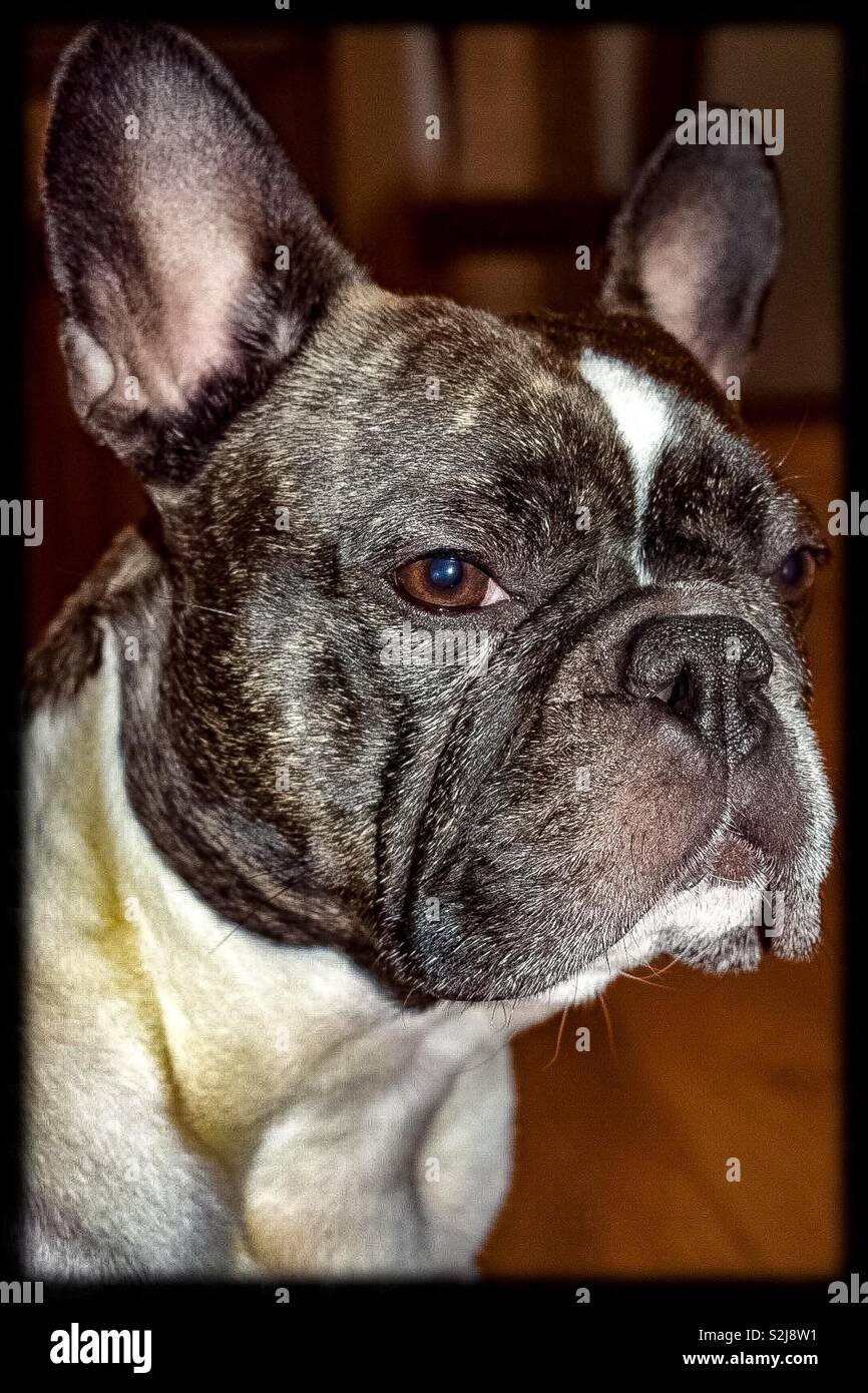 Brindle french bulldog hi-res stock photography and images - Alamy