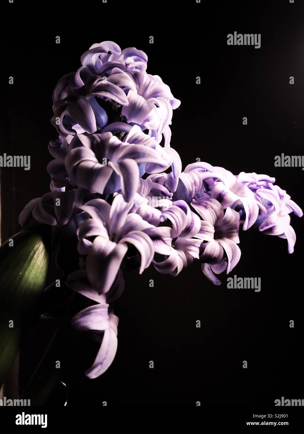 hyacinth close up - Smartphone Captured Stock Image