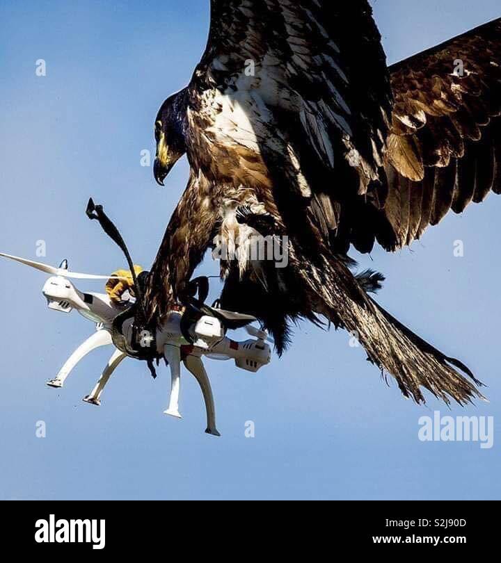 Eagle attacking drone Stock Photo Alamy