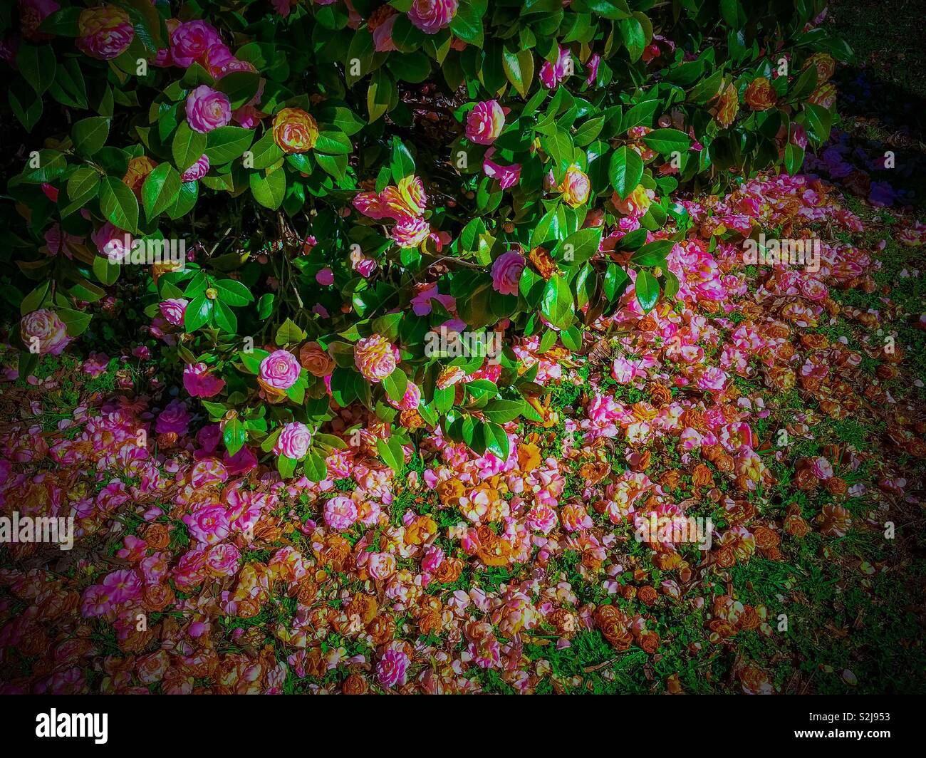 Blooming and dying camellias- on the bush and the ground Stock Photo