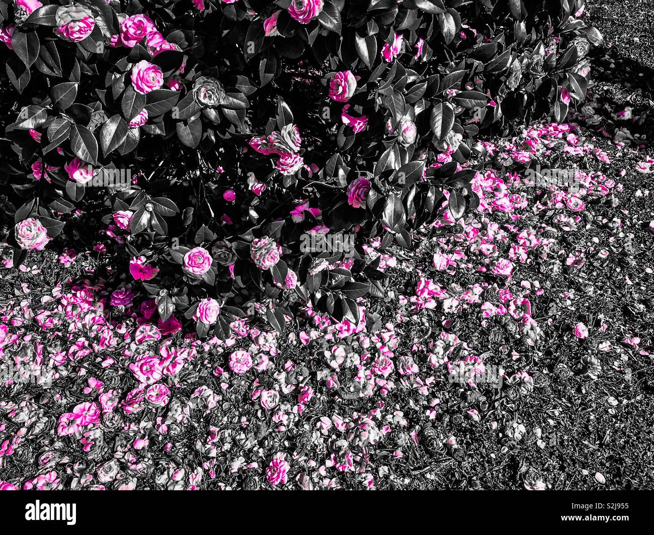 Magenta color pop photo of camellias on the bush and on the ground - Smartphone Captured Stock Image
