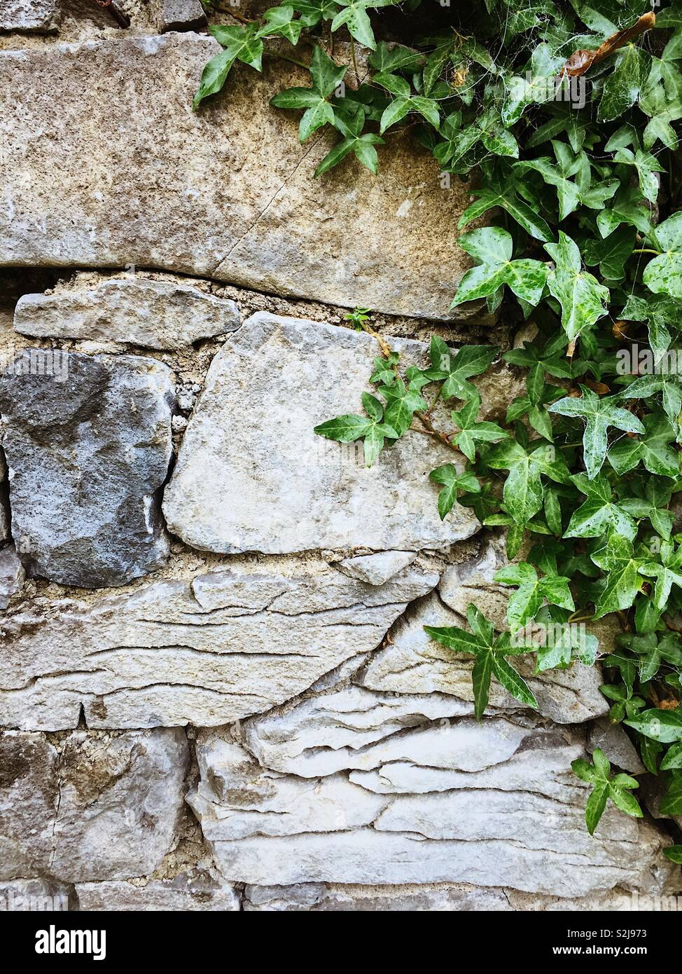 Stone wall with green ivy in corner. Ireland. - Smartphone Captured Stock Image