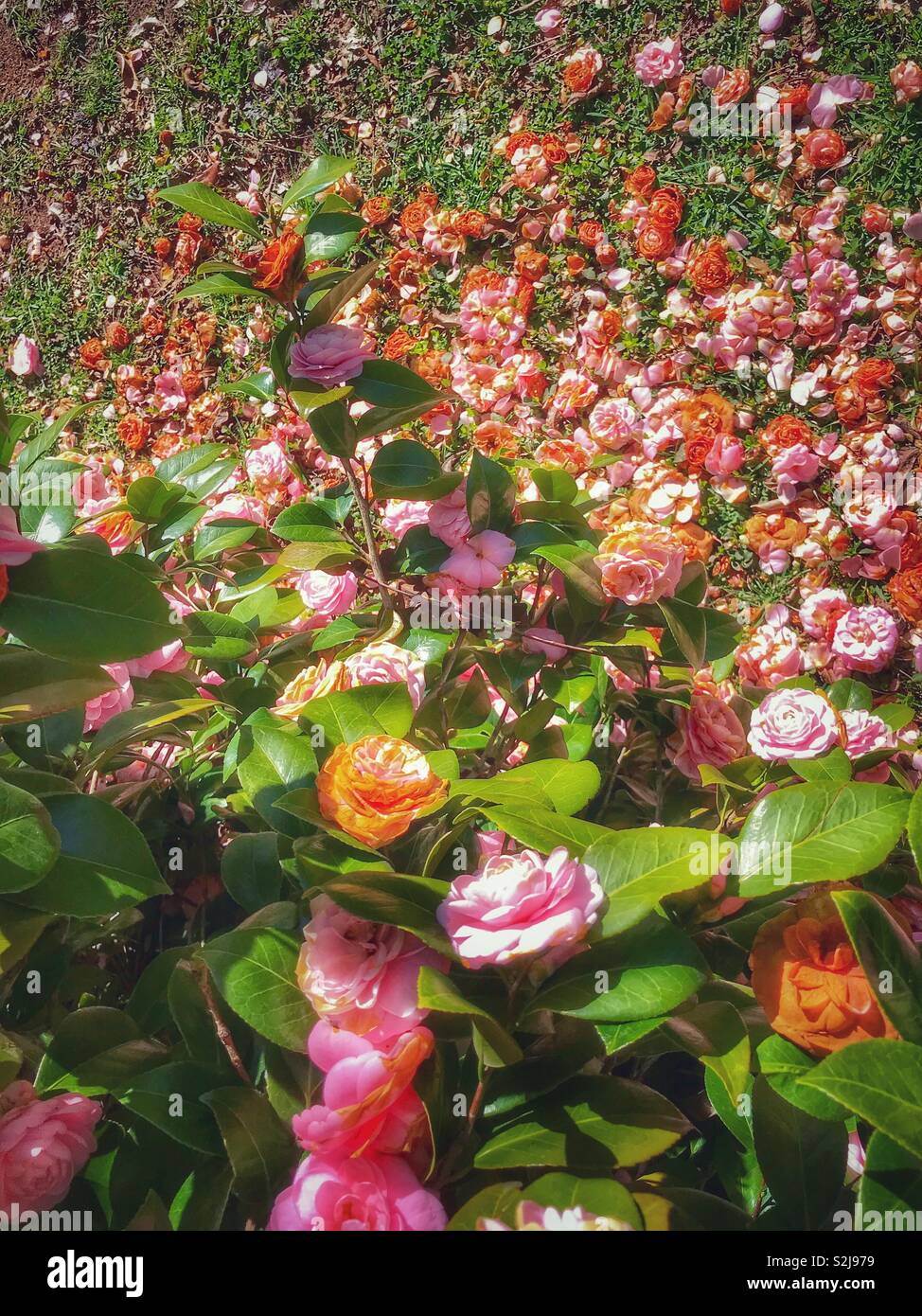 Camellia blooms on the bush and on the ground- view from top looking down - Smartphone Captured Stock Image
