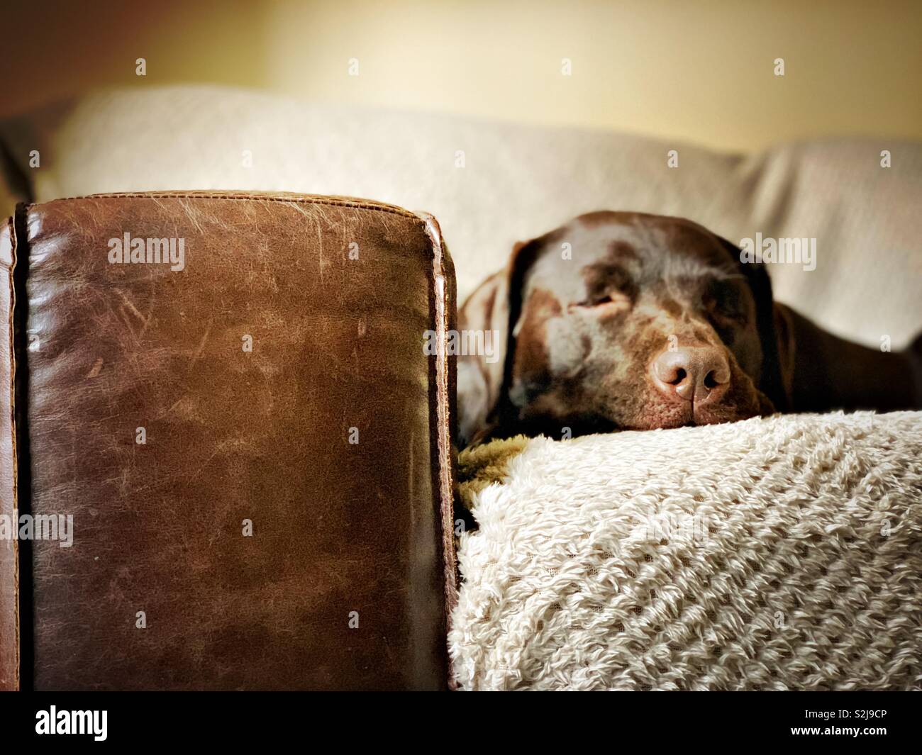 Chocolate Labrador sleeping on a sofa Stock Photo - Alamy