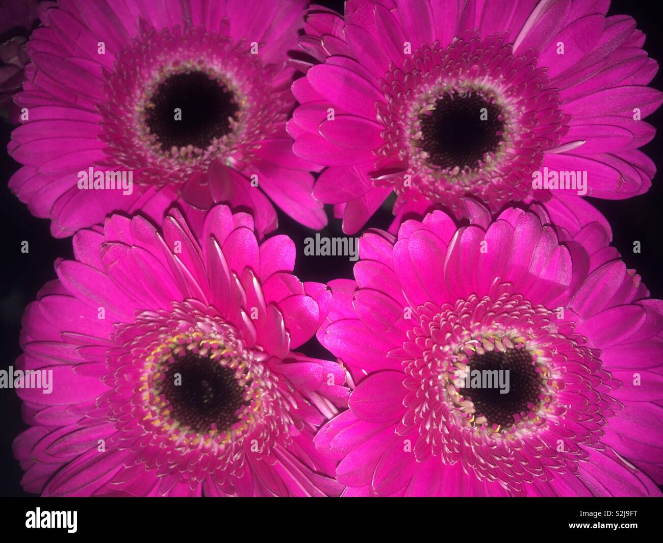 Hot pink Germini flowers Stock Photo