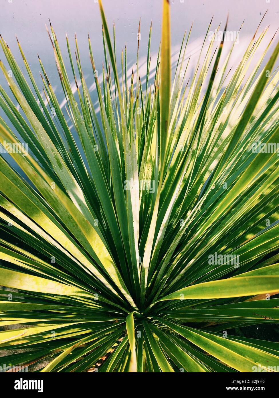 Spikes plant with narrow spear shaped leaves Stock Photo