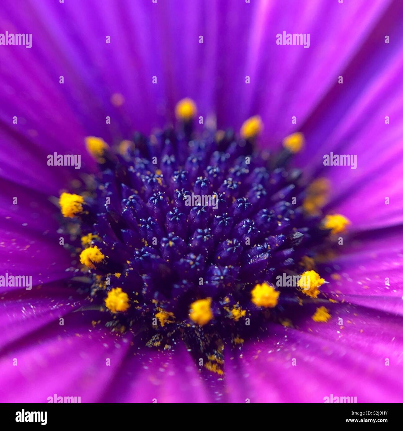 Close up of a purple flower covered with pollen Stock Photo