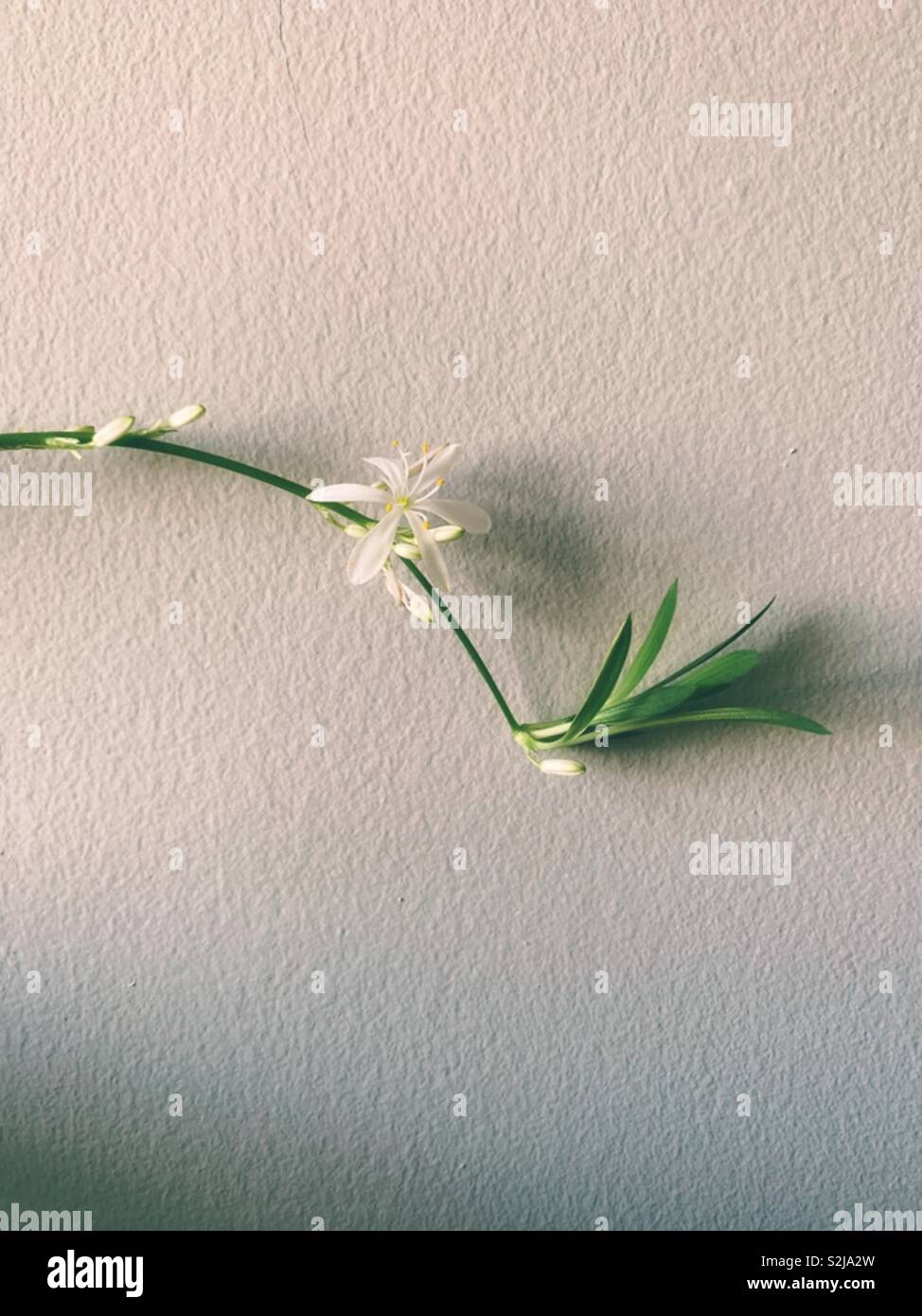 Small white blossoms growing on a spider plant - Smartphone Captured Stock Image