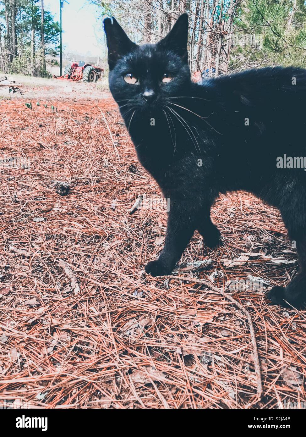 Pale photo of black Tom cat in field with red tractor in background - Smartphone Captured Stock Image