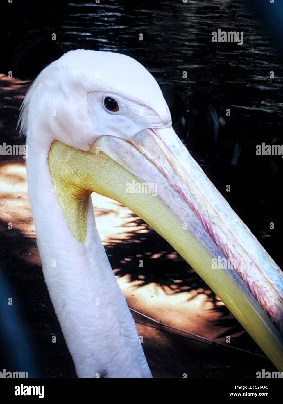 Bird nose hires stock photography and images Alamy