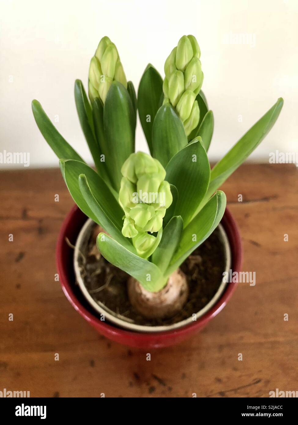 Hyacinth bulbs - Smartphone Captured Stock Image