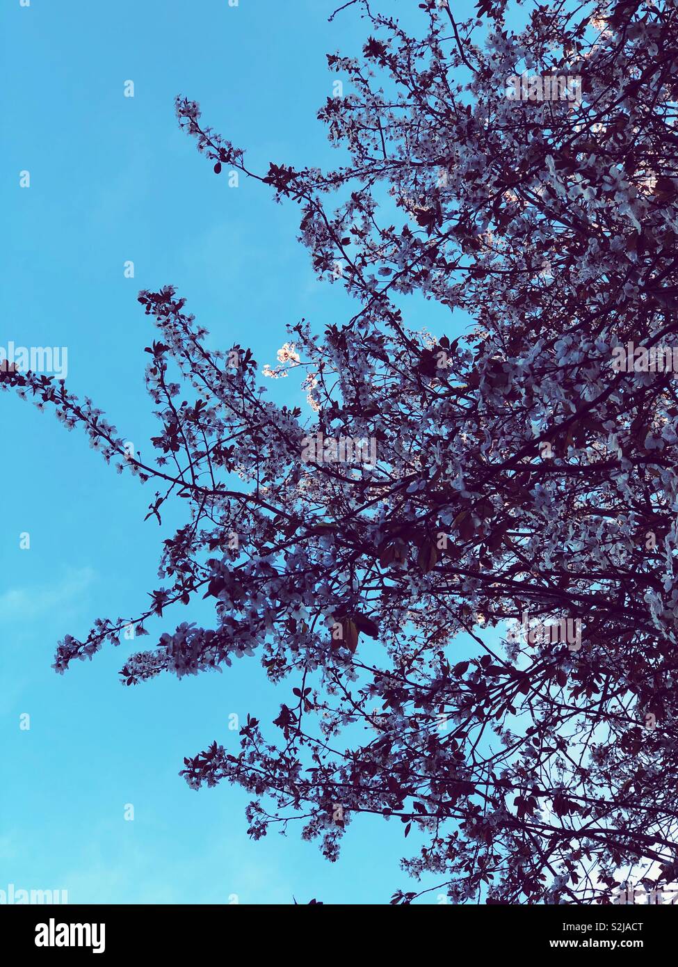 Spring blossom growth under blue sky low angle view - Smartphone Captured Stock Image