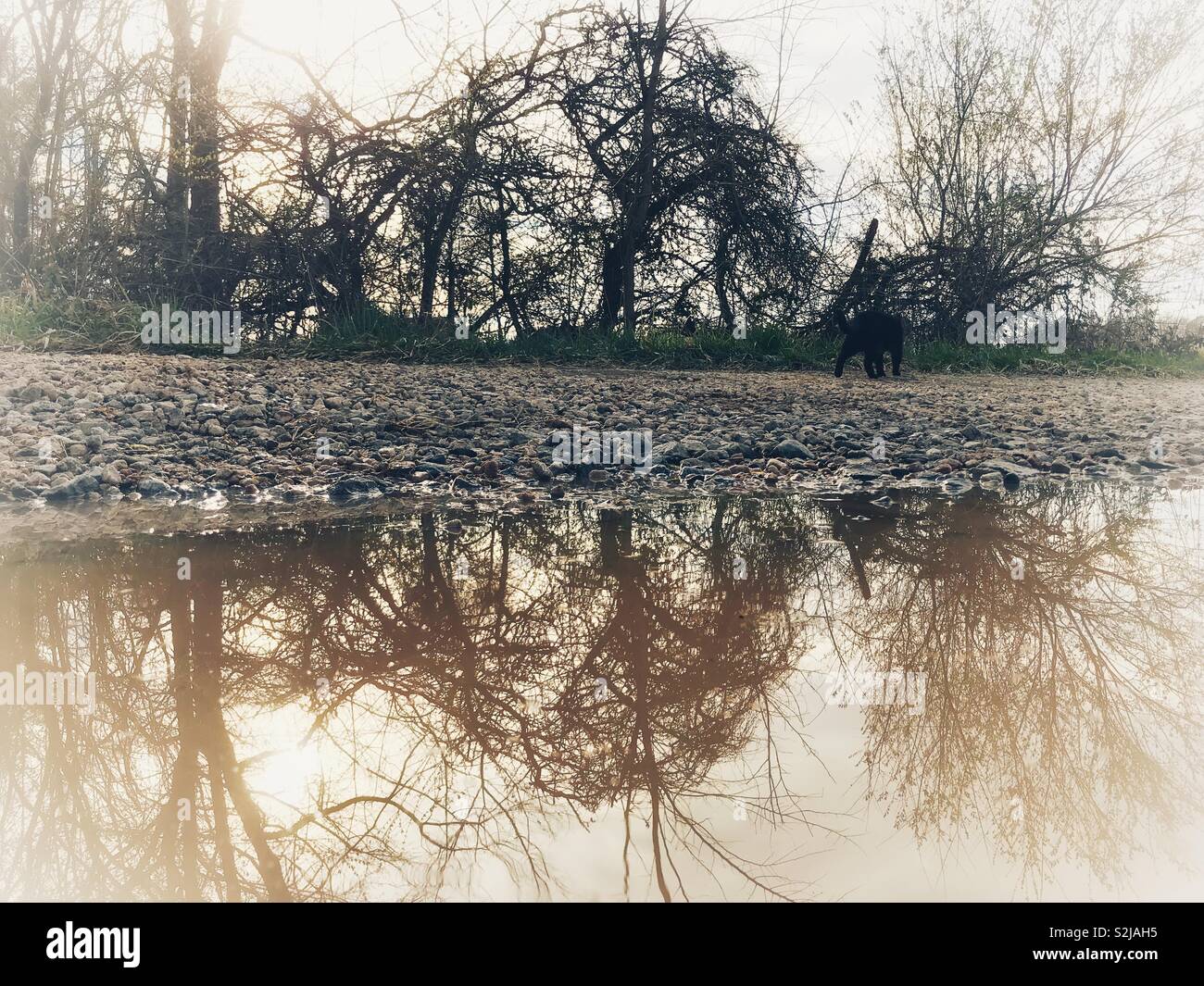 Cloudy reflection of tree line and sauntering cat in puddle in soggy North Carolina - Smartphone Captured Stock Image