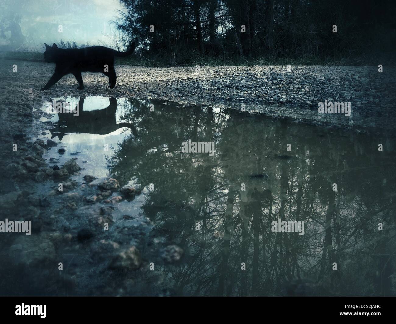 Grey/blue tones in overcast photo of sauntering cat reflected in driveway puddle Stock Photo