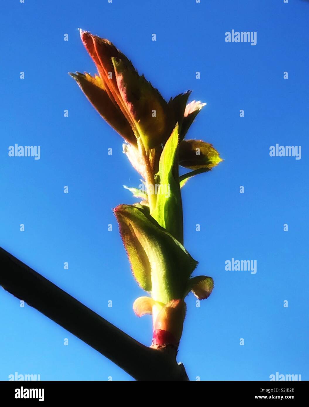 Plant budding in Spring - Kent, England. March 2019. - Smartphone Captured Stock Image