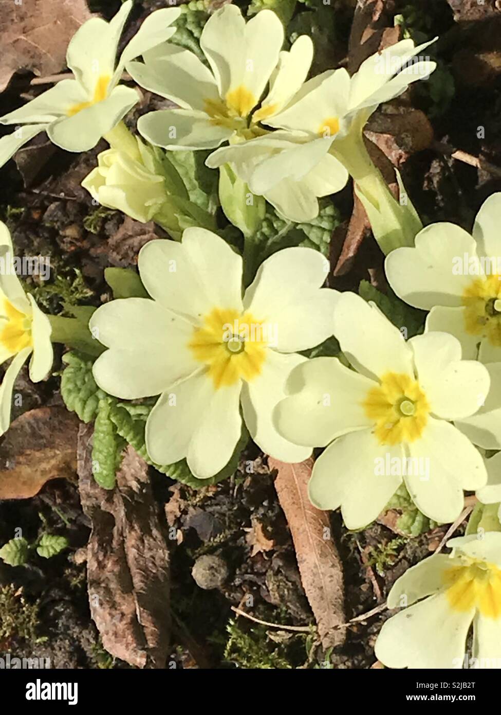 Yellow polyanthus flowers blooming in Kent, England. March 2019. Stock Photo