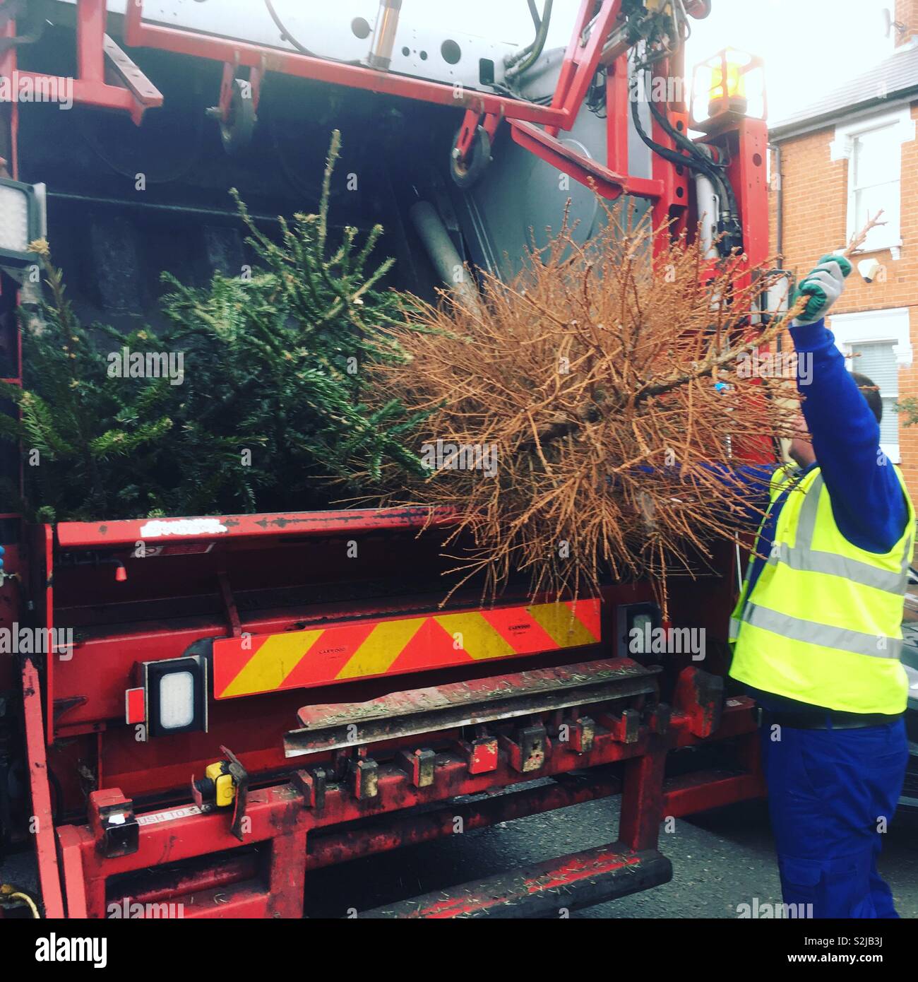Refuse collectors / binmen / Bin man collection of dead Christmas tree / trees after Xmas for recycling / to be recycled as organic waste. UK - Smartphone Captured Stock Image
