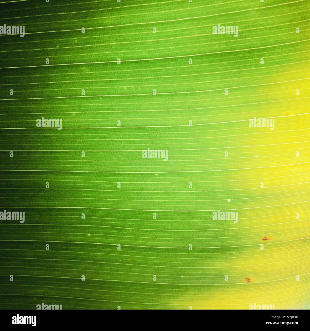 Close up detail shot of a tropical palm leaf. Stock Photo