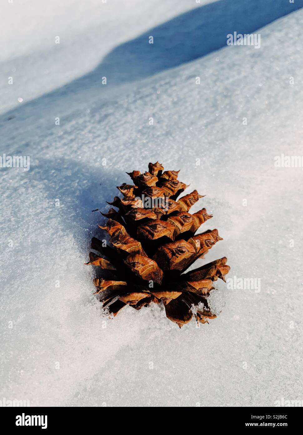 Pine cone snow hi-res stock photography and images - Alamy