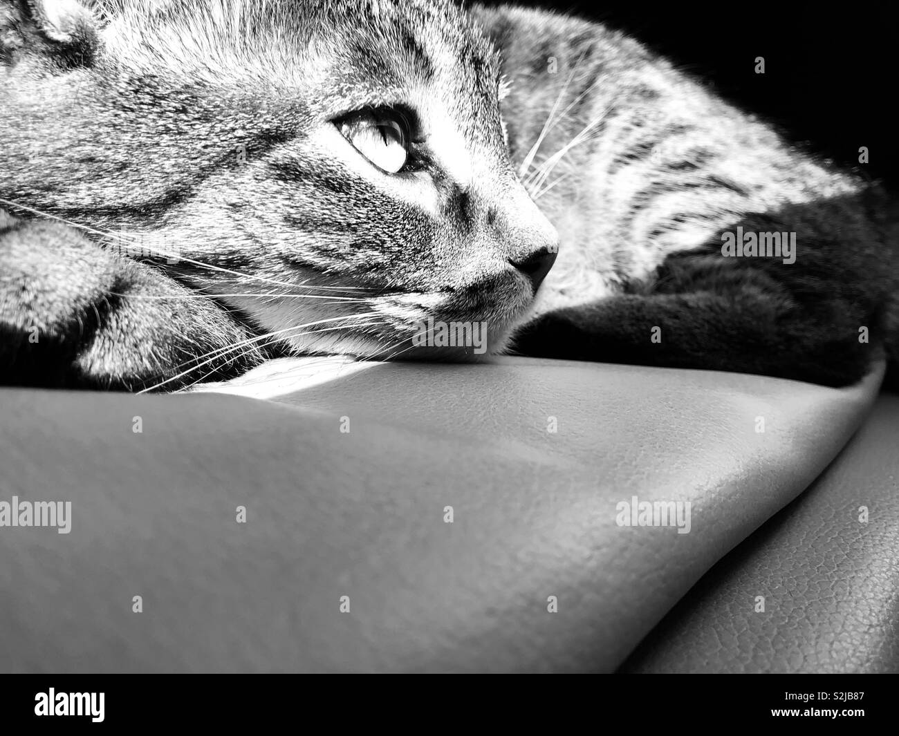 My tabby bengal mix cat in monochrome - Smartphone Captured Stock Image