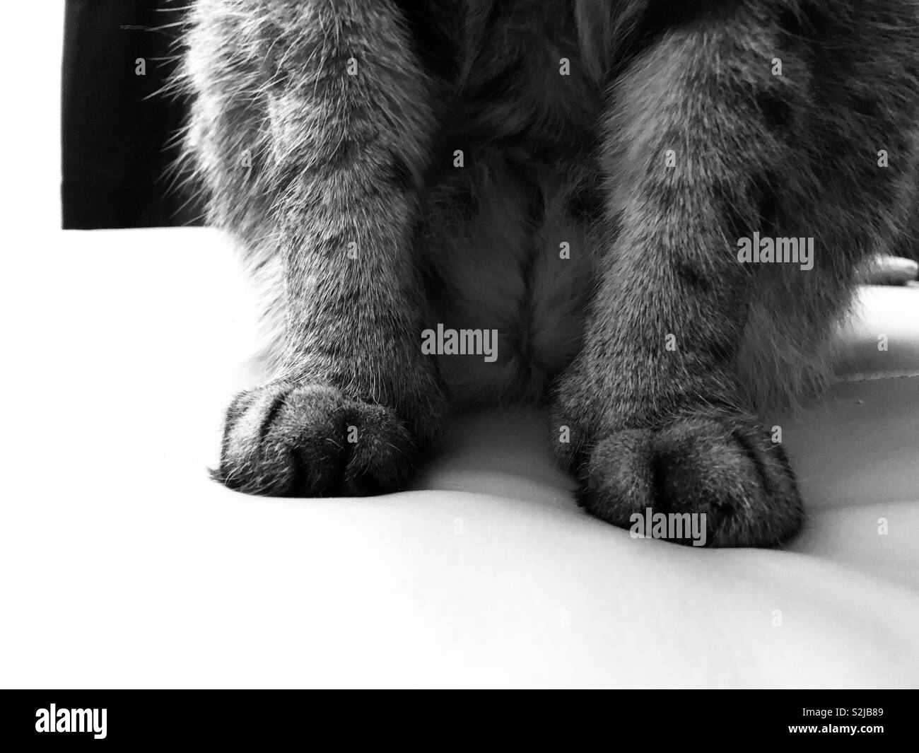 Tabby cat paws Stock Photo