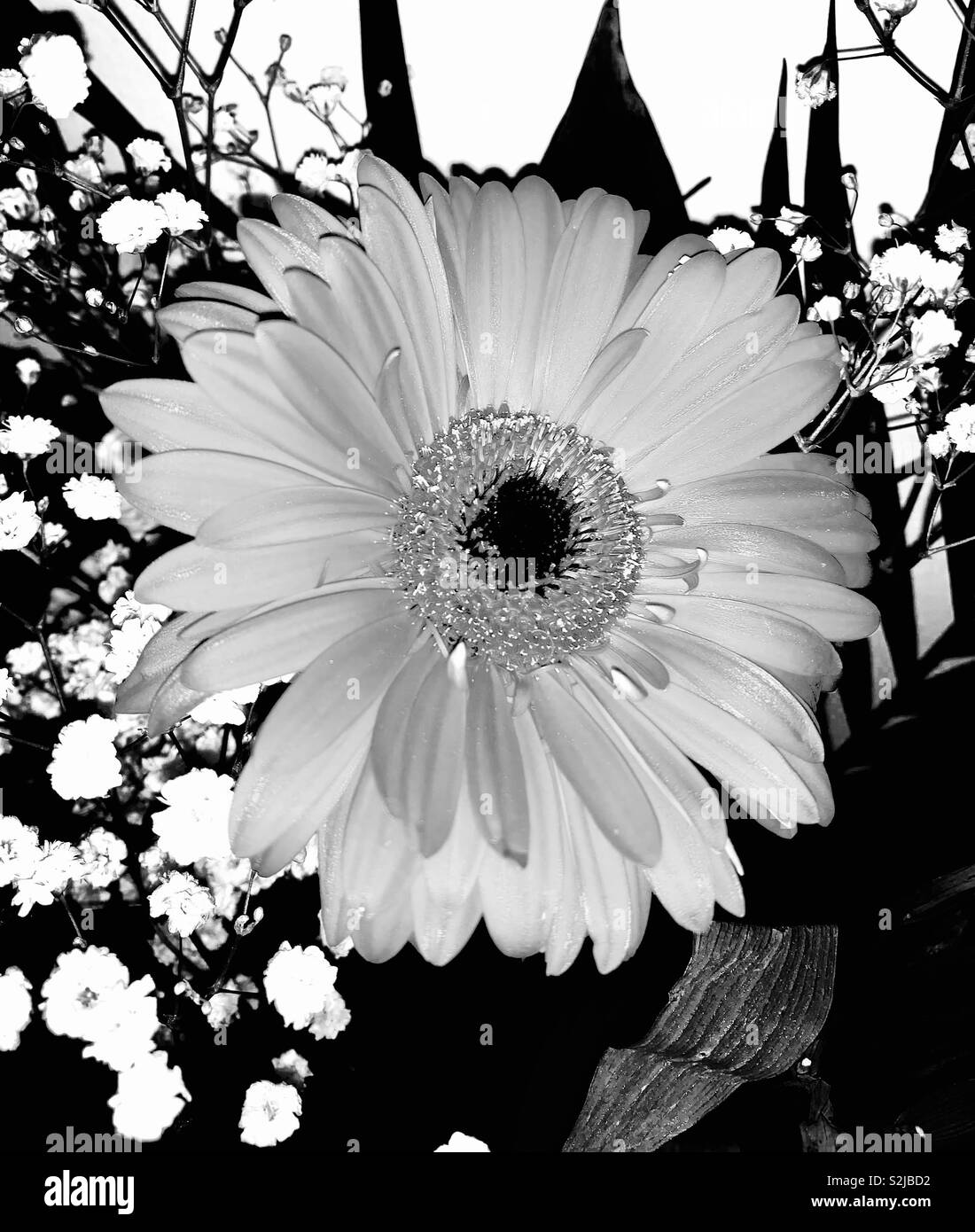 Daisy gerbera Black and White Stock Photos & Images - Alamy