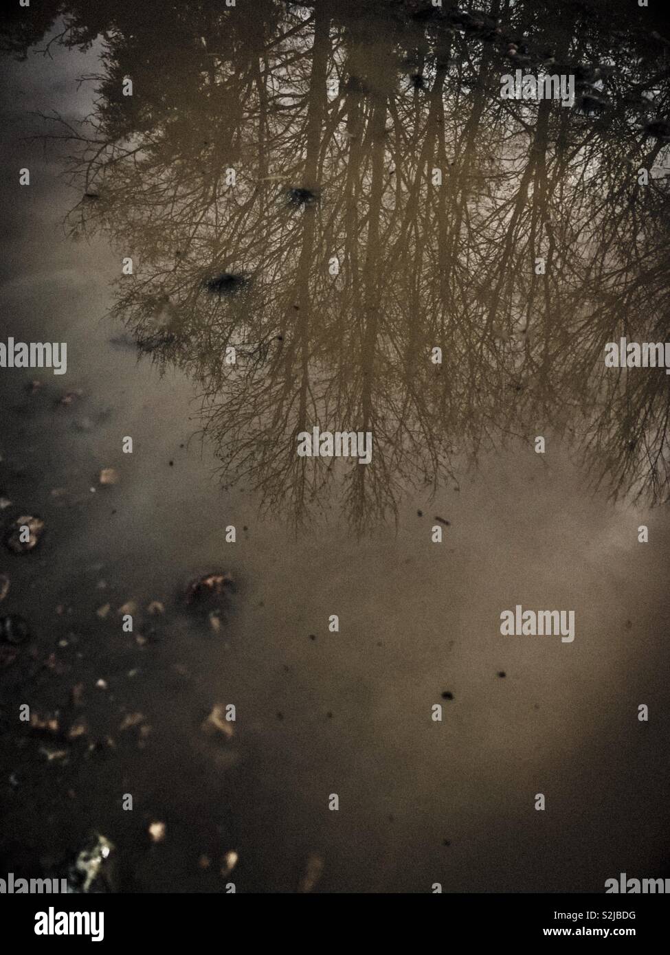 Moody trees reflected in muddy puddle - Smartphone Captured Stock Image