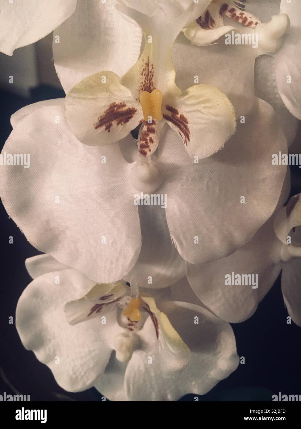 Super hyper rare white plastic moth orchid. - Smartphone Captured Stock Image
