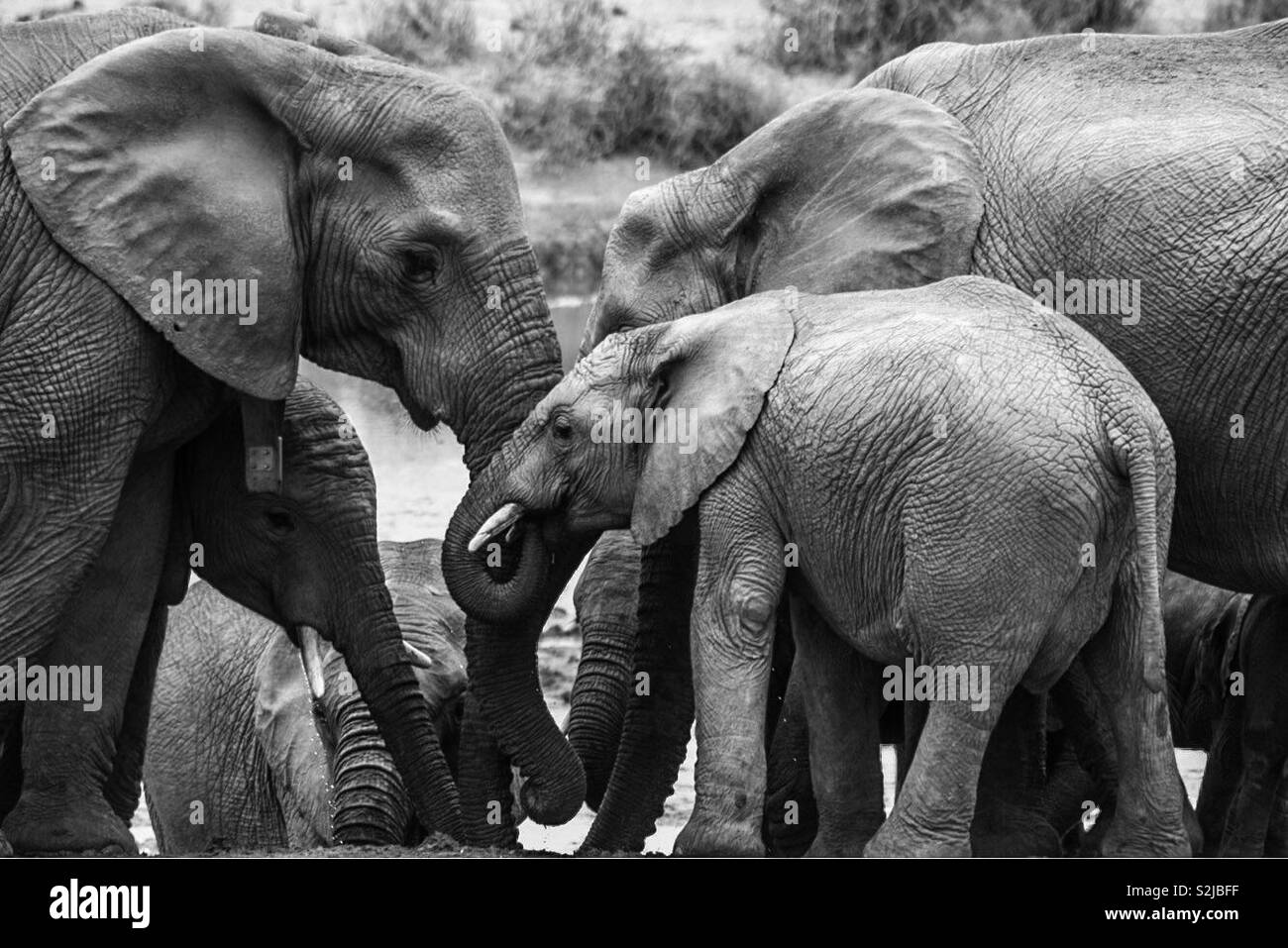 Elephant mother and her calf in the Addo National Elephant Park Stock Photo