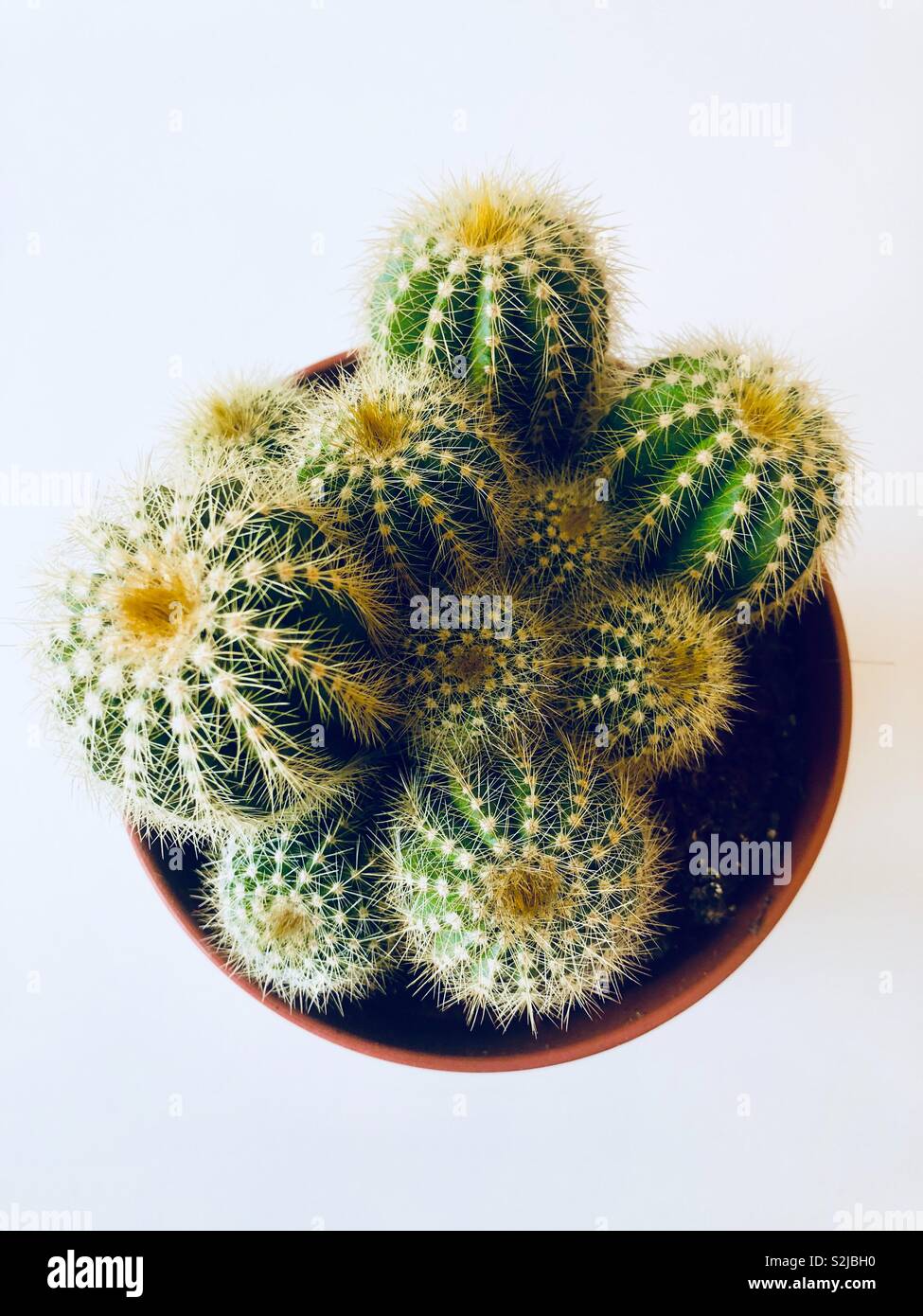 Cactus in brown pot - Smartphone Captured Stock Image