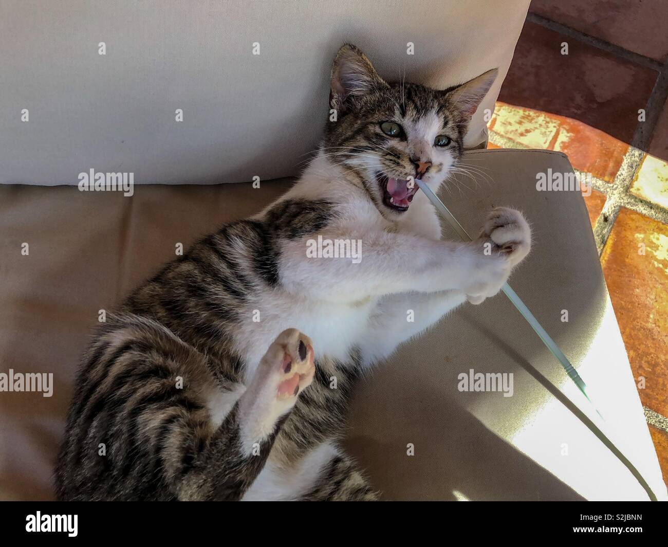 Tabby cat kitten playing with a plastic straw - Smartphone Captured Stock Image