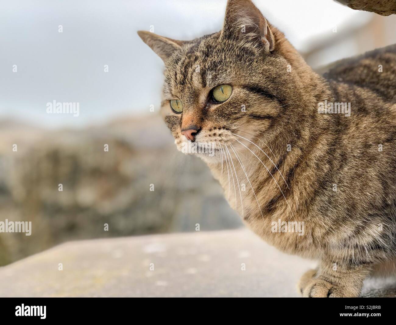 A tabby cat relaxing on sea defences at Torcross in Slapton Sands, South Devon. - Smartphone Captured Stock Image