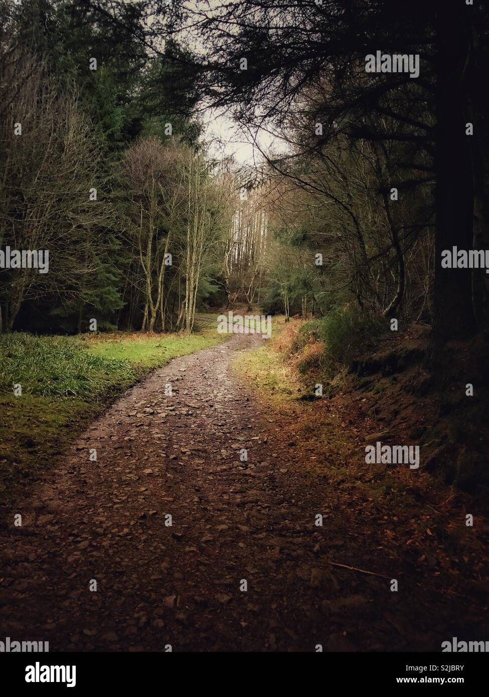 Long and winding path in the forest on an early morning as the light breaks through the heavy clouds, to illuminate the path. Stock Photo