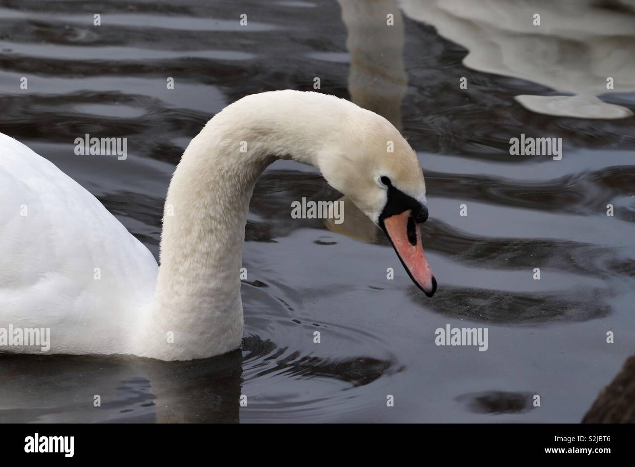 Closeup of swan casting a reflection on the water Stock Photo