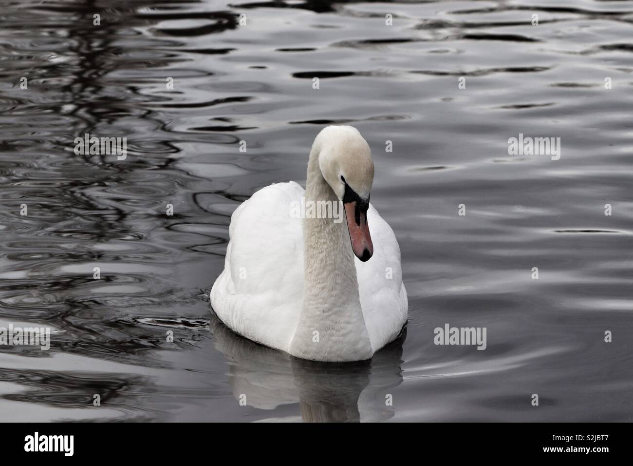 Swan swimming on the water Stock Photo