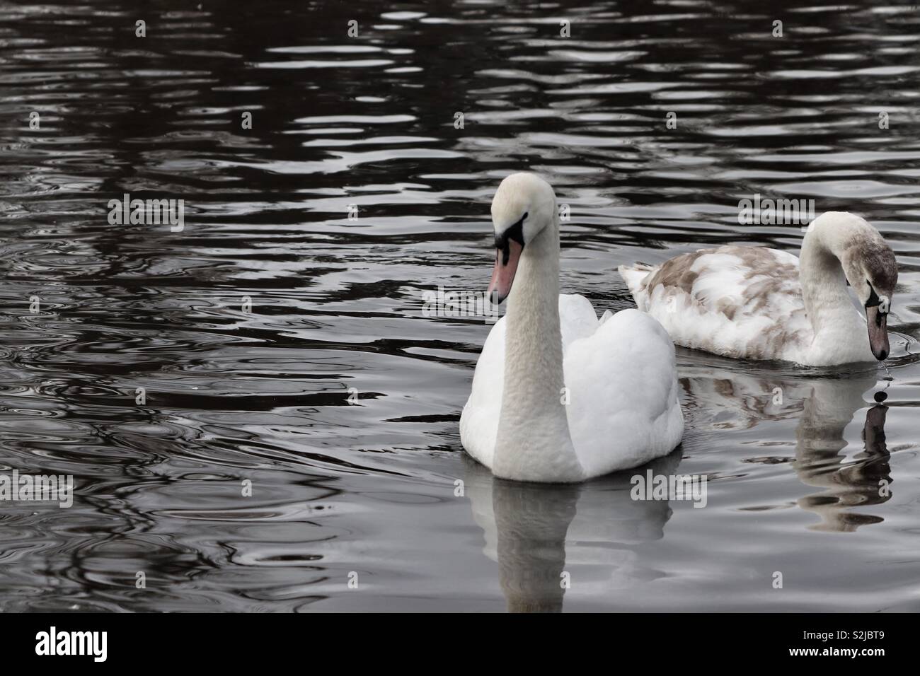 Swan with cygnet resting on the water Stock Photo