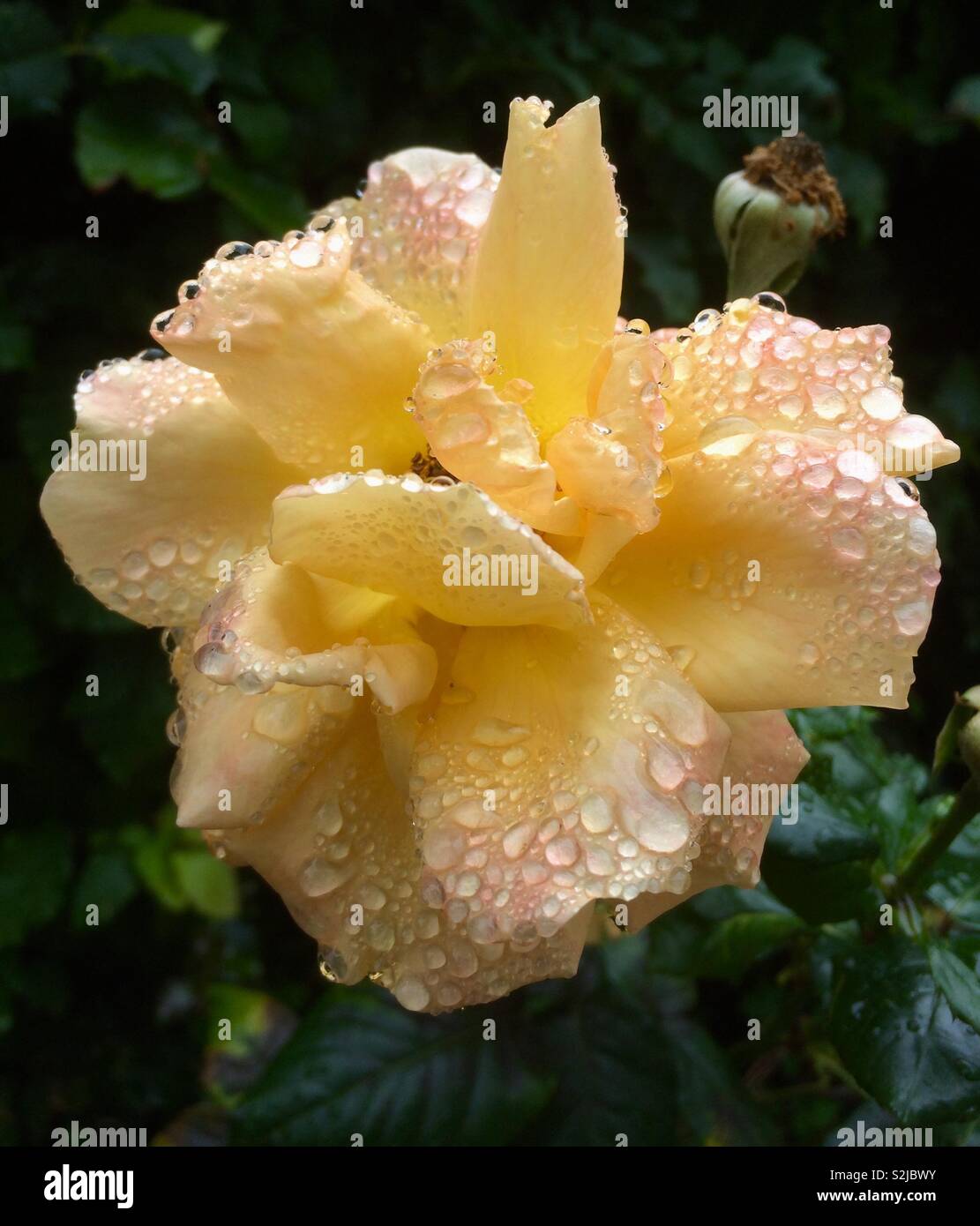 Wet rose Stock Photo