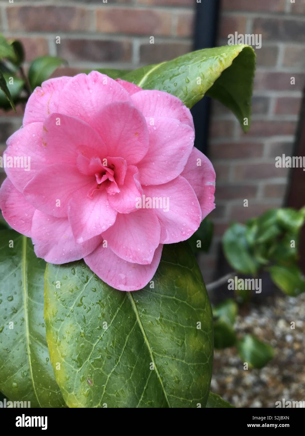 Pink Japanese Camellia Stock Photo