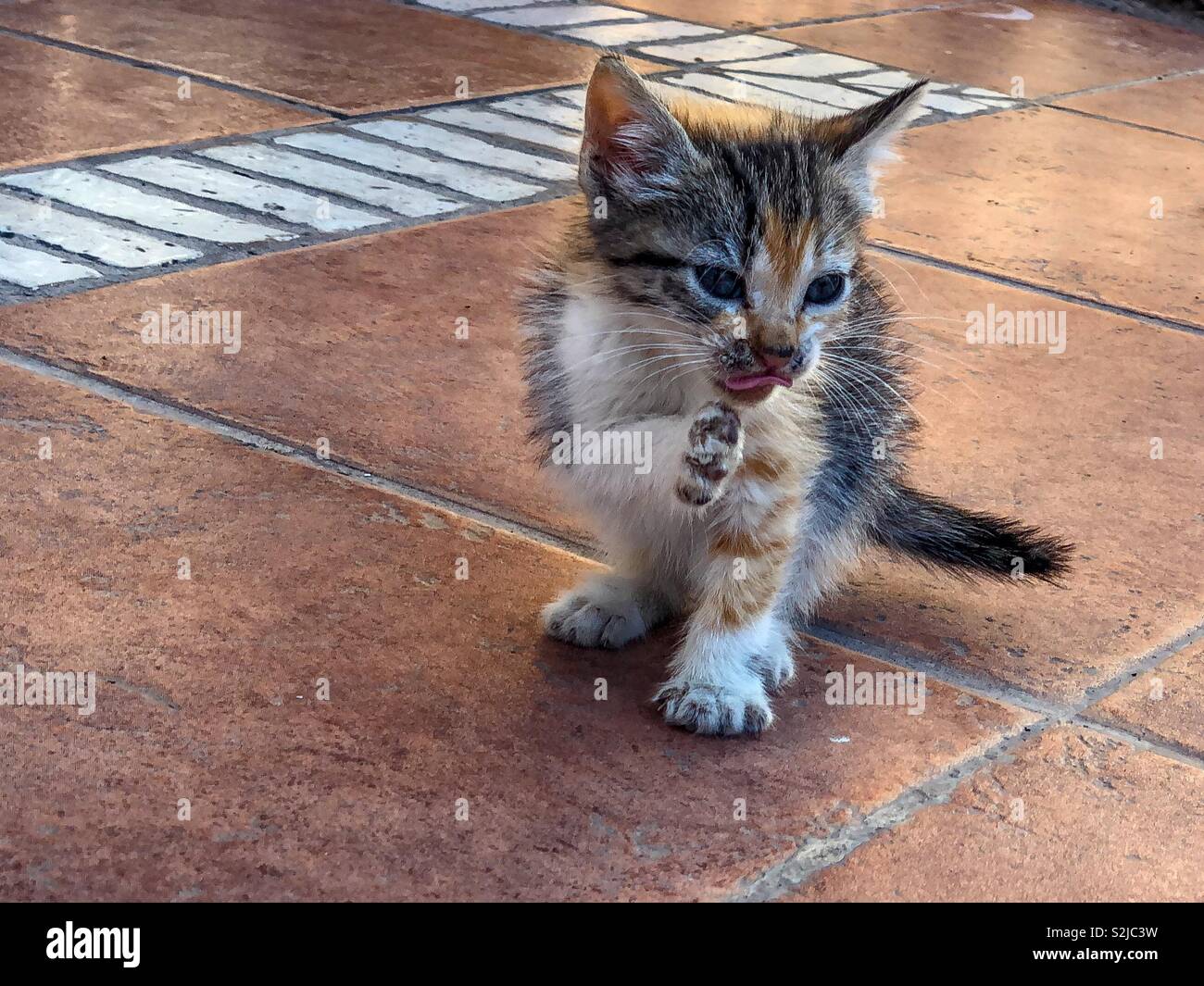 Tortoiseshell calico kitten washing front paw - Smartphone Captured Stock Image