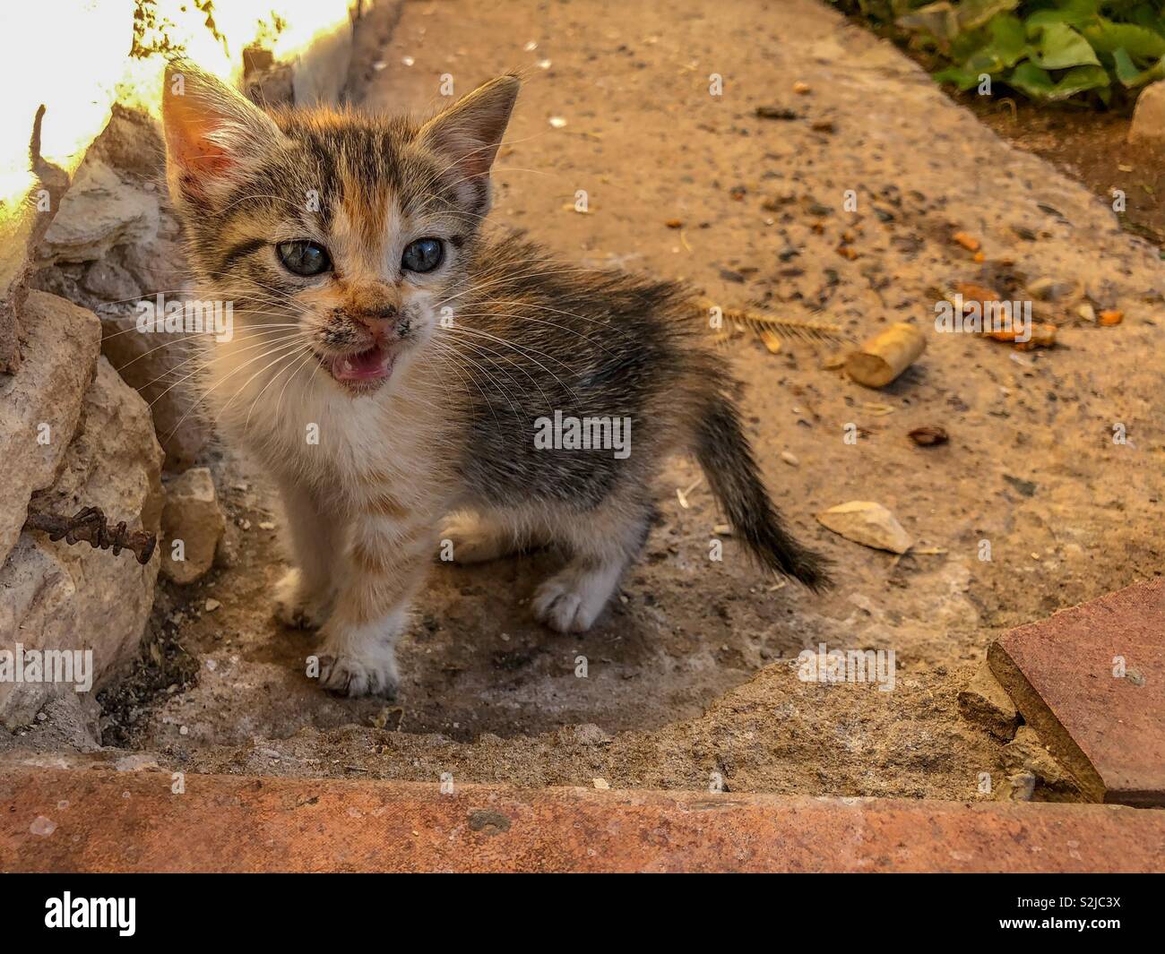 Tortoiseshell calico kitten cat meowing Stock Photo Alamy