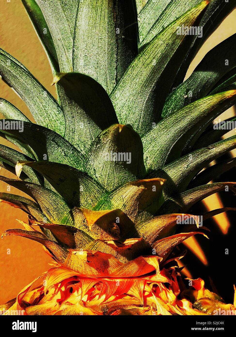 Closeup of pineapple top - Smartphone Captured Stock Image