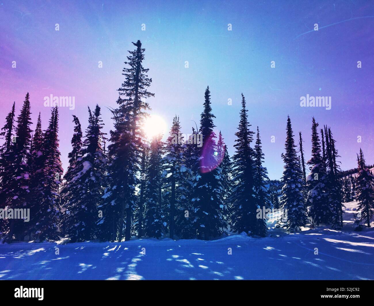 Whimsical winter landscape of snow covered evergreen forest on a sunny day. - Smartphone Captured Stock Image