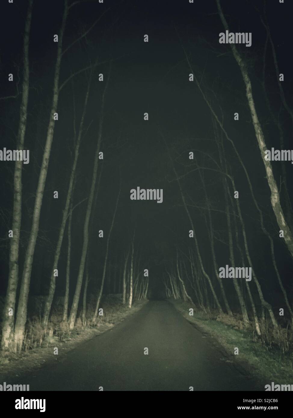 Spooky trees line each side of a dimly lit road as it fades to the distance. Stock Photo
