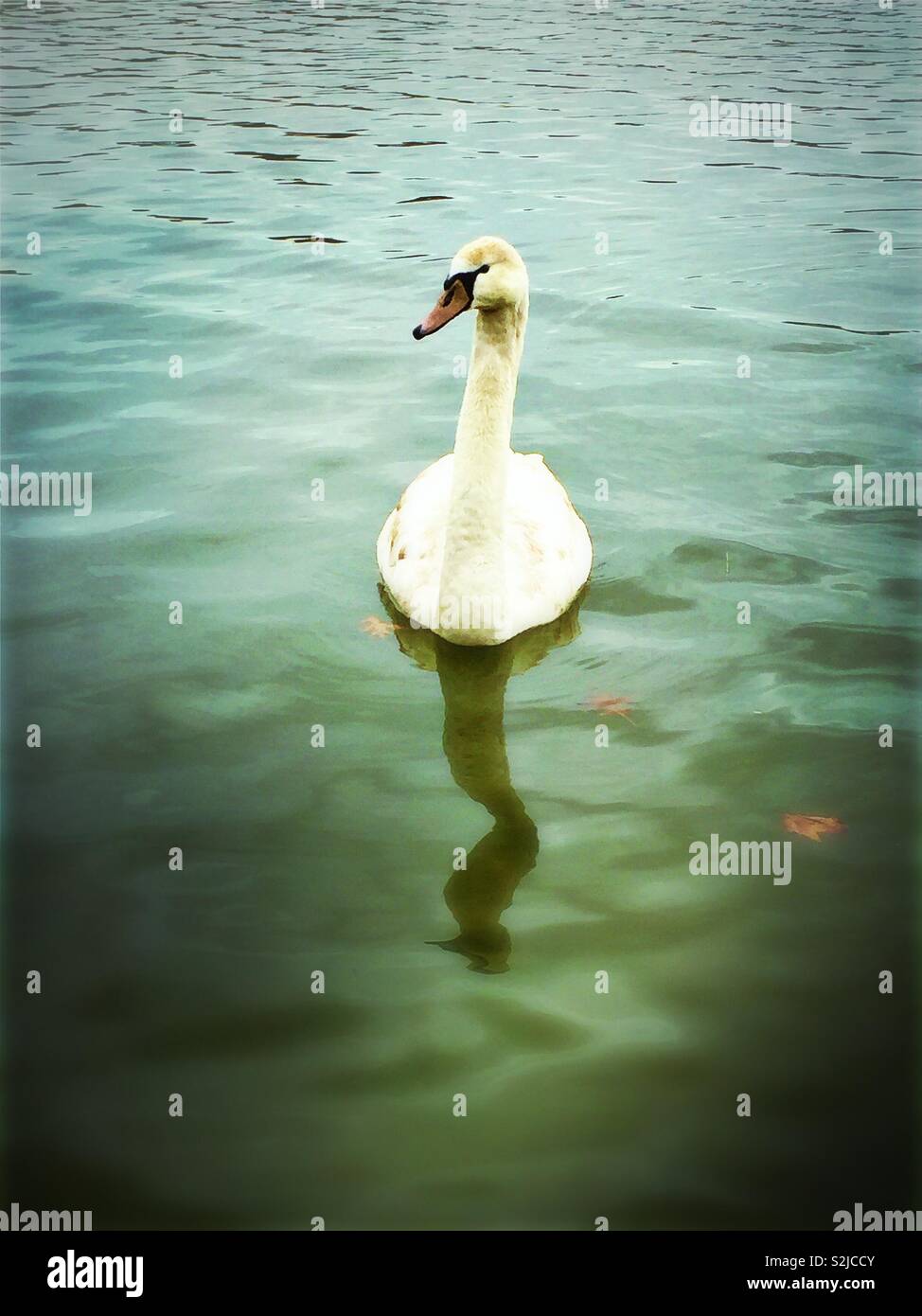 Le cygne du lac Stock Photo Alamy