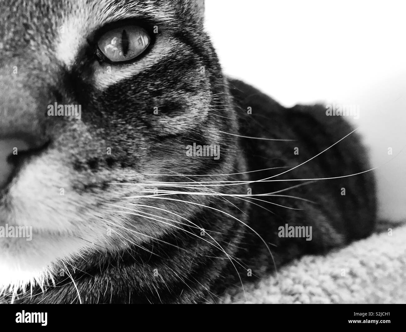 Whiskers Wednesday cat Stock Photo