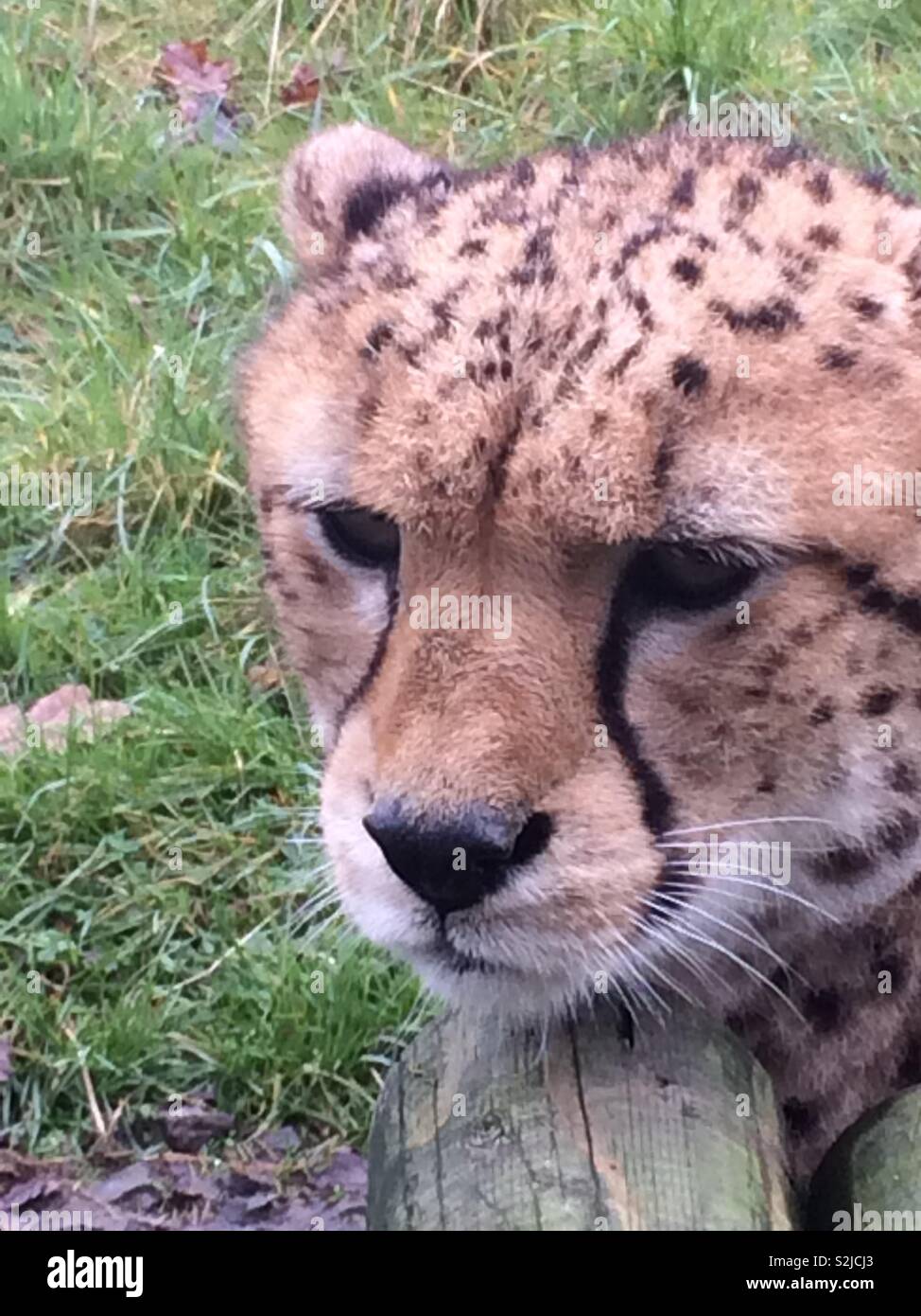 Cheetah close-up Stock Photo